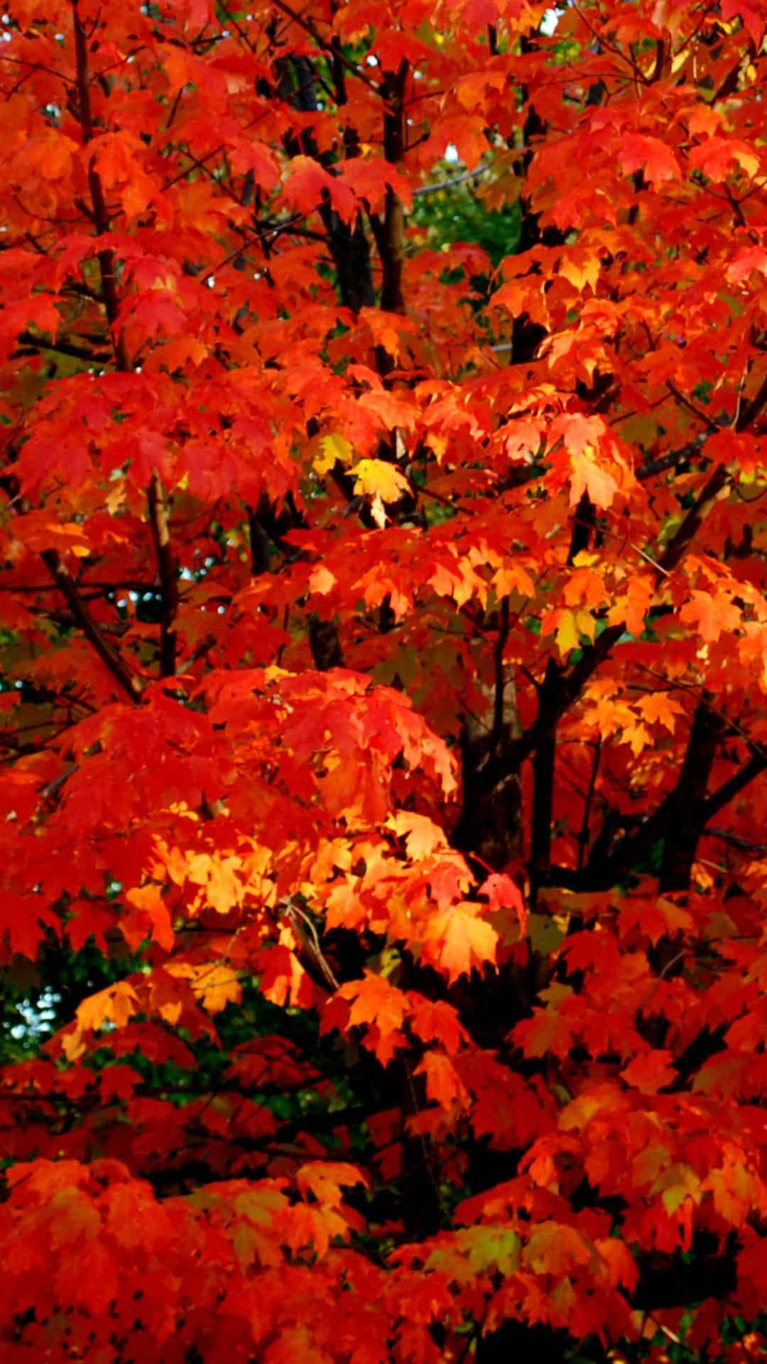 Fall Wallpaper iPhone with high-resolution 1080x1920 pixel. You can use and set as wallpaper for Notebook Screensavers, Mac Wallpapers, Mobile Home Screen, iPhone or Android Phones Lock Screen