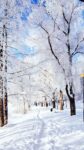 Winter Aesthetic Wallpaper iPhone