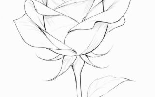 Flower Drawing Desktop Wallpaper HD With high-resolution 1080X1920 pixel. You can use and set as wallpaper for Notebook Screensavers, Mac Wallpapers, Mobile Home Screen, iPhone or Android Phones Lock Screen